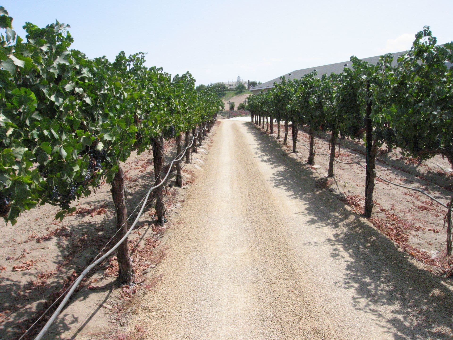 Vineyard rows leading to a winery in Temecula wine country